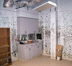mold removal Long Beach